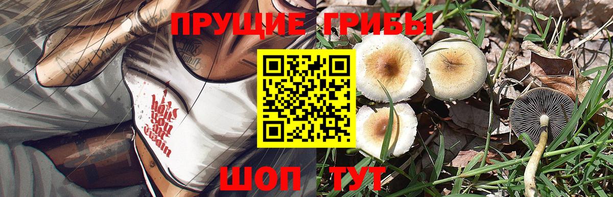 Галлюциногенные грибы Psilocybe Юрга